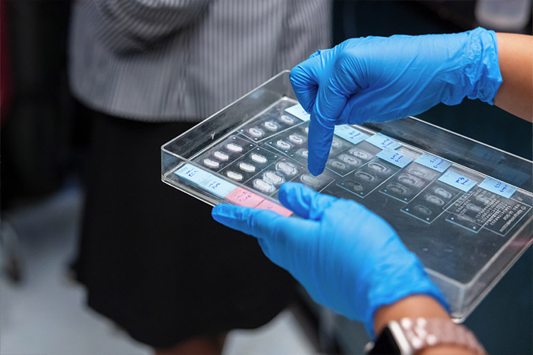 Gloved hands holding a lab tray.